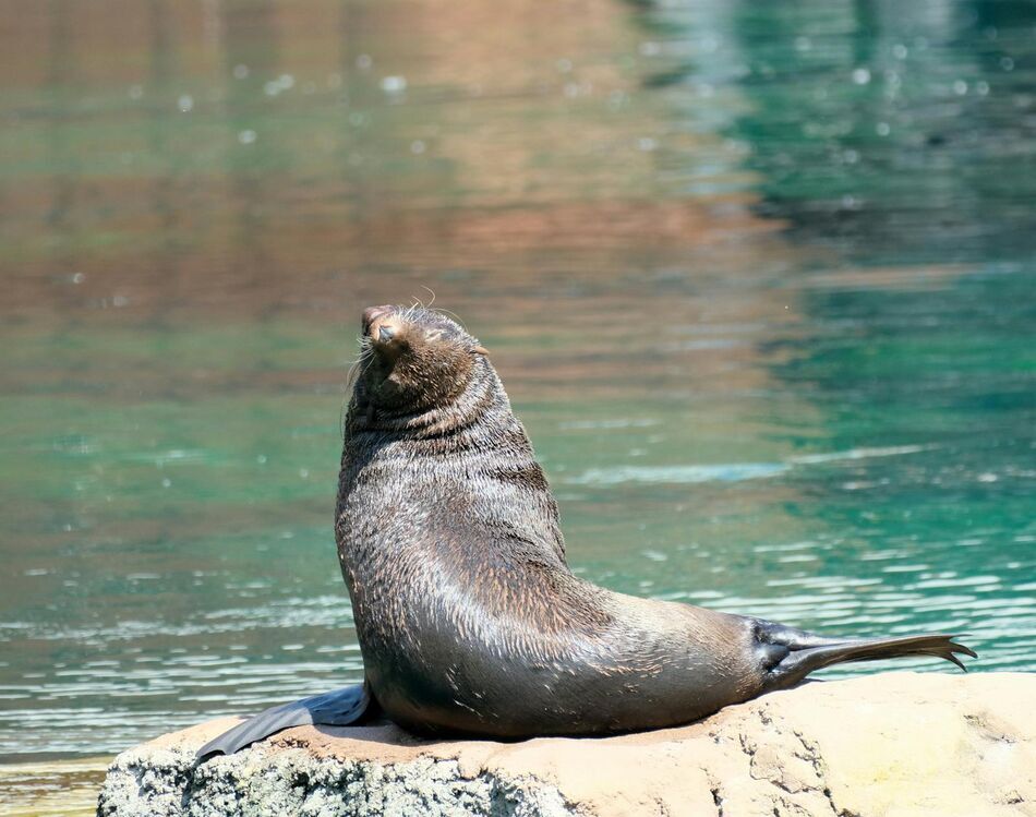 Islas Galápagos
